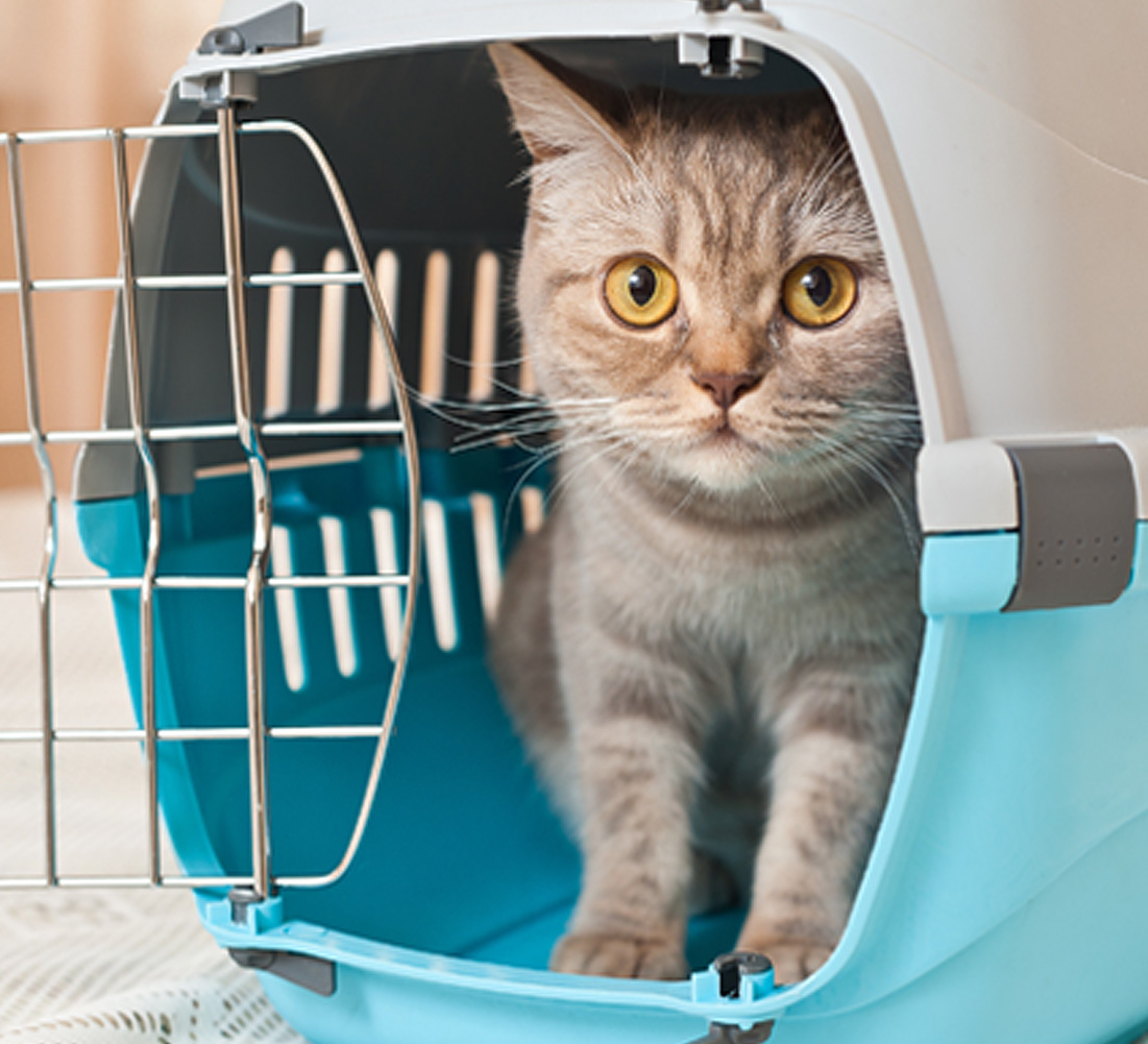 Cat in crate