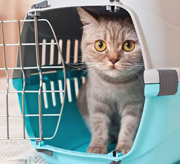Cat in crate