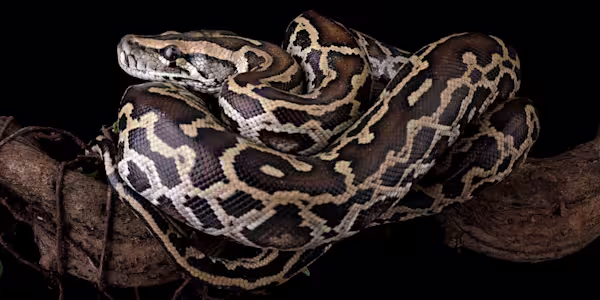Celebrate the Year of the Snake