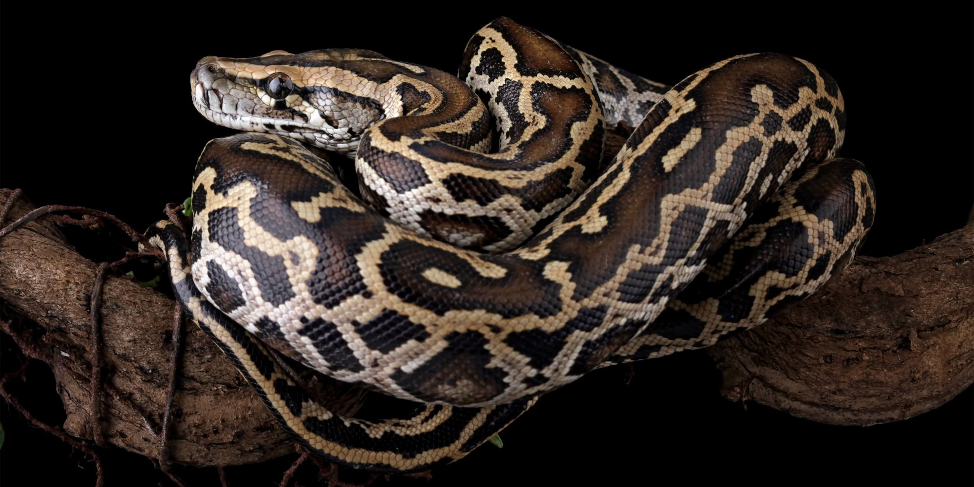 Celebrate the Year of the Snake