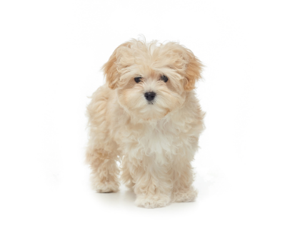 Maltipoo standing — health planner for puppies through senior dogs