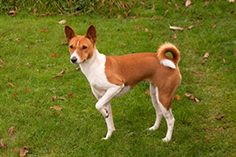 Dogs similar to sales basenji