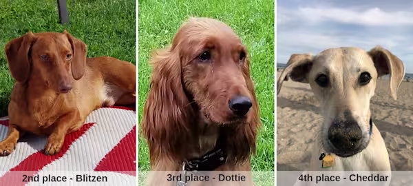 Blitzen_Dottie_Cheddar