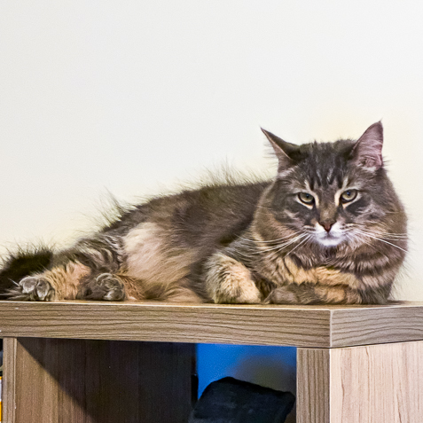 Catatouille
