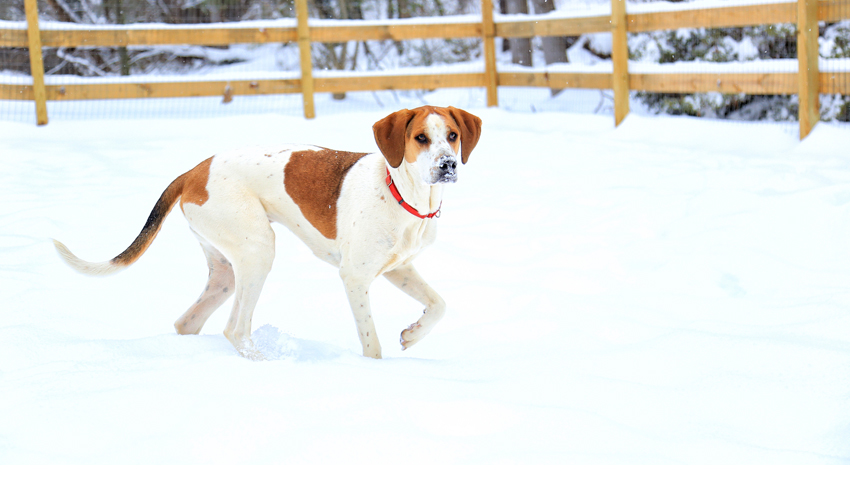 can a american foxhound and a chihuahua be friends