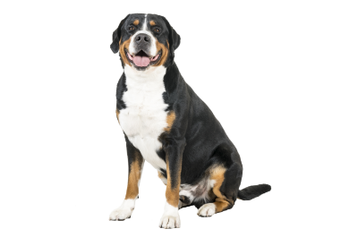 Greater Swiss mountain dog standing — health planner for puppies through senior dogs