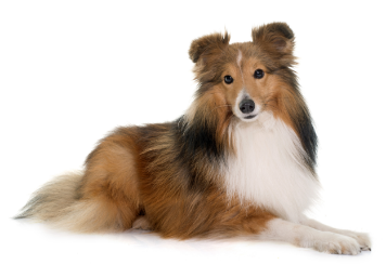 Shetland Sheepdog standing — health planner for puppies through senior dogs