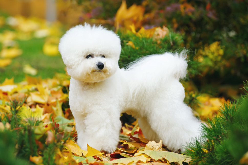 3-Fun fact-Bichon frise GettyImages-883391102