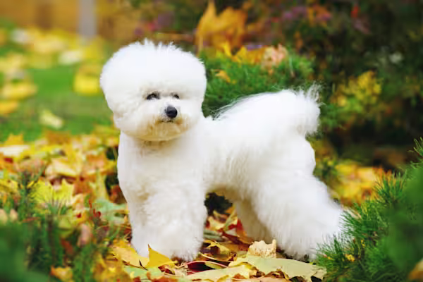 3-Fun fact-Bichon frise GettyImages-883391102