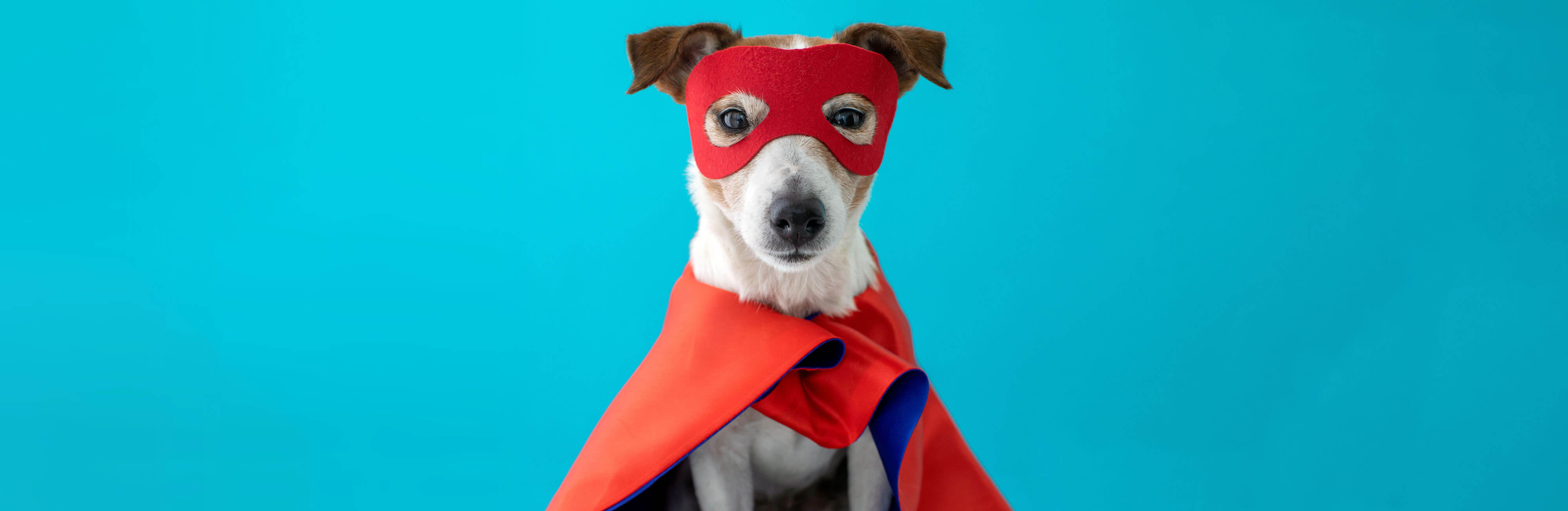 Unique and fun homemade pet Halloween costumes