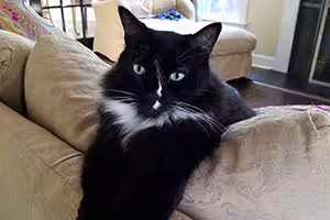 the-great-catsby