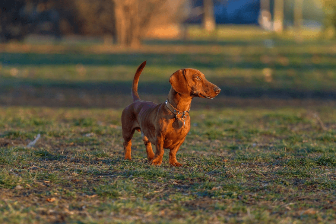 1-Hero image Dachshund standard GettyImages-629443374