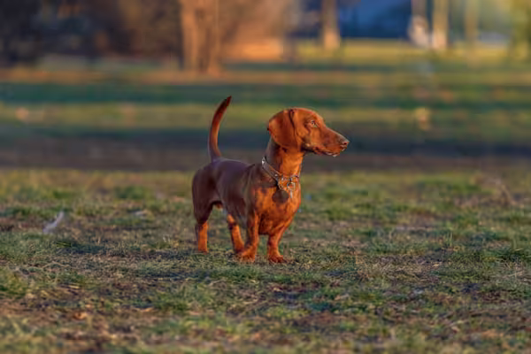 1-Hero image Dachshund standard GettyImages-629443374