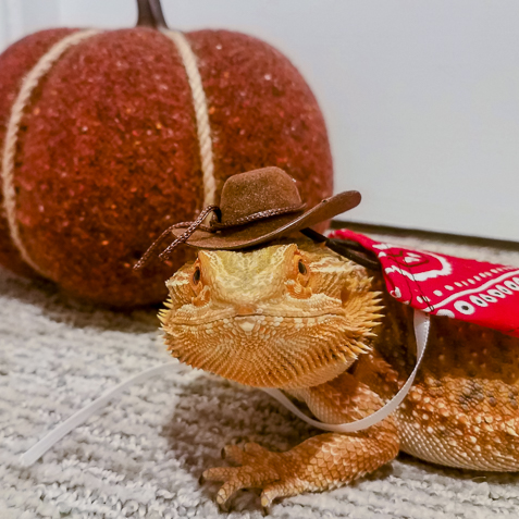 Space Cowboy