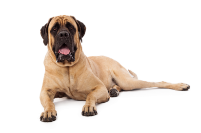 Mastiff standing — health planner for puppies through senior dogs