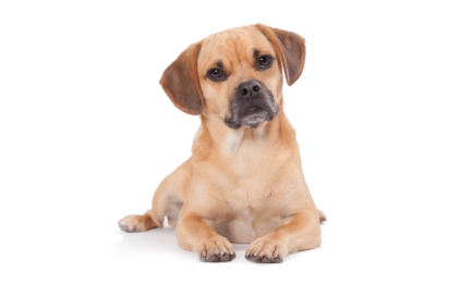 Puggle standing — health planner for puppies through senior dogs