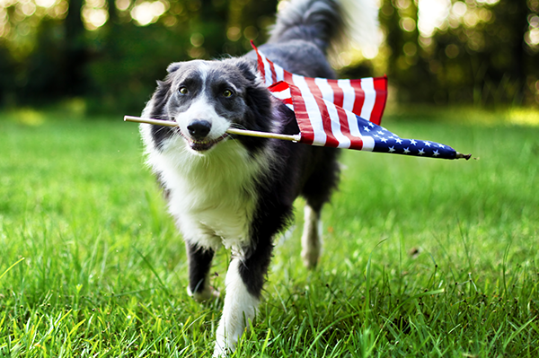 Help your pet be ready for the 4th