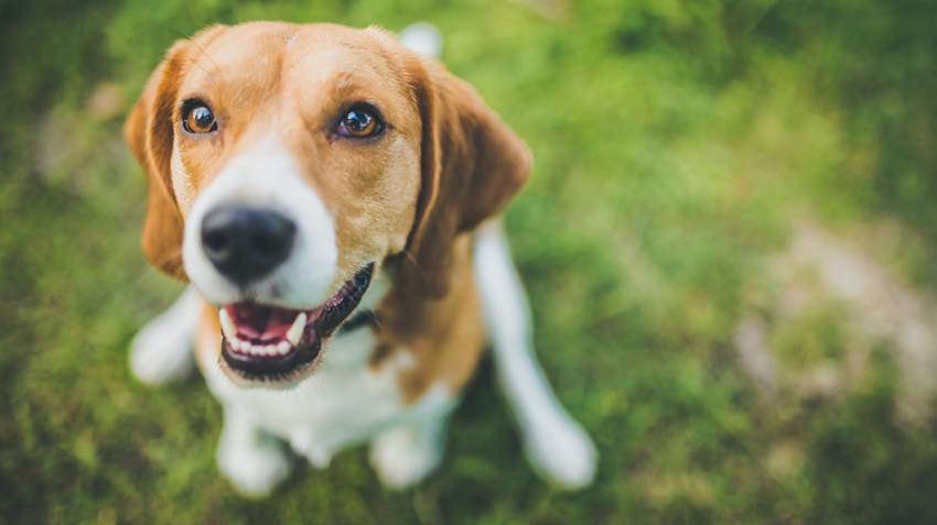 Bordetella and Pets