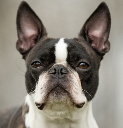 Boston Terrier