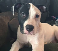 2023-WPN-sir-arthur-cowvin-moo-moo-the-great