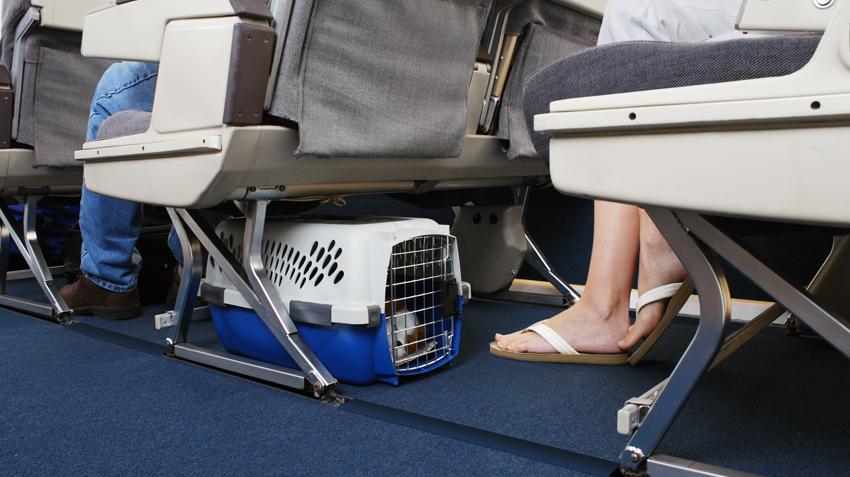 If your pet is traveling in the cargo bay, choose early morning or late evening flights to avoid temperature extremes that may affect your pet’s health. If traveling over the holidays, try leaving a day or two before or after the main rush, and use direct flights whenever possible to avoid accidental transfers or delays. Space for small pets in the cabin are limited, so book early.
1Travel Industry Association of America