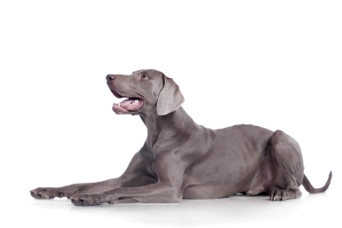 Weimaraner standing — health planner for puppies through senior dogs