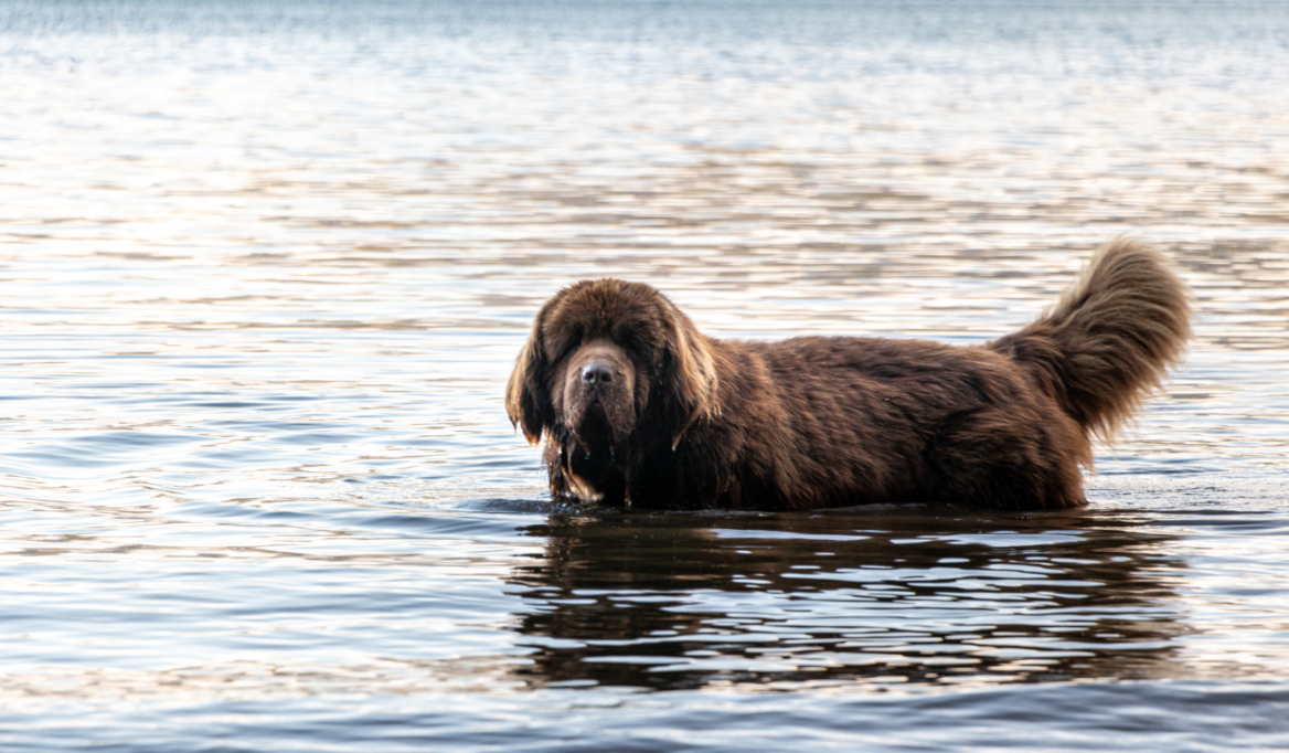 Newfoundland introduction