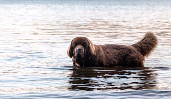 Newfoundland introduction