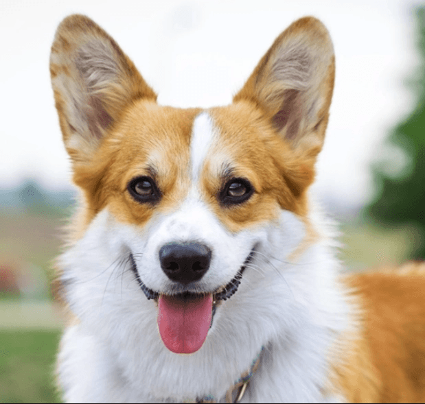 Pembroke Welsh Corgi