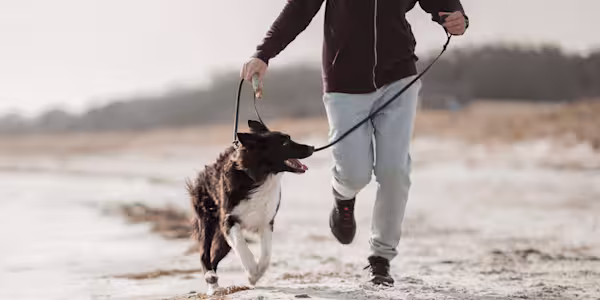 How pets help improve our physical health