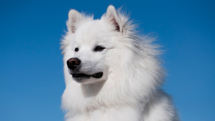 american snow dog