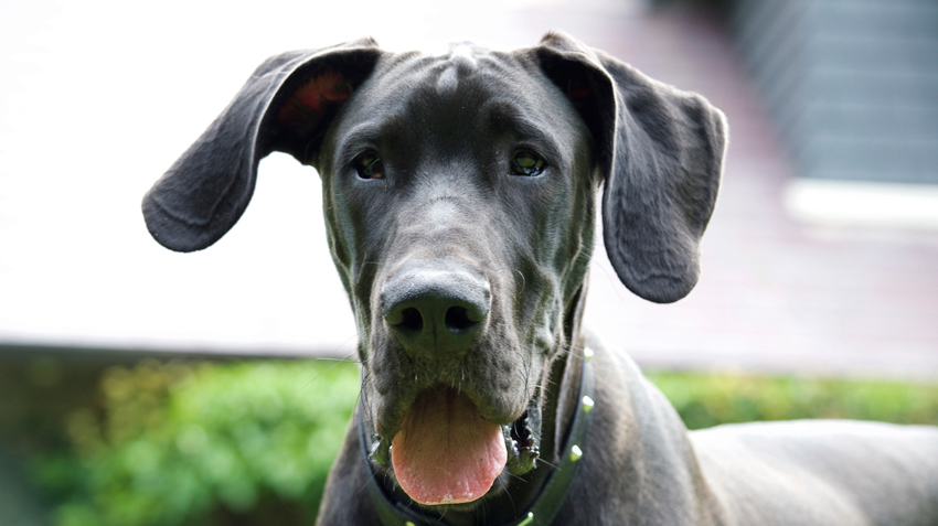 great dane puppy cropped ears