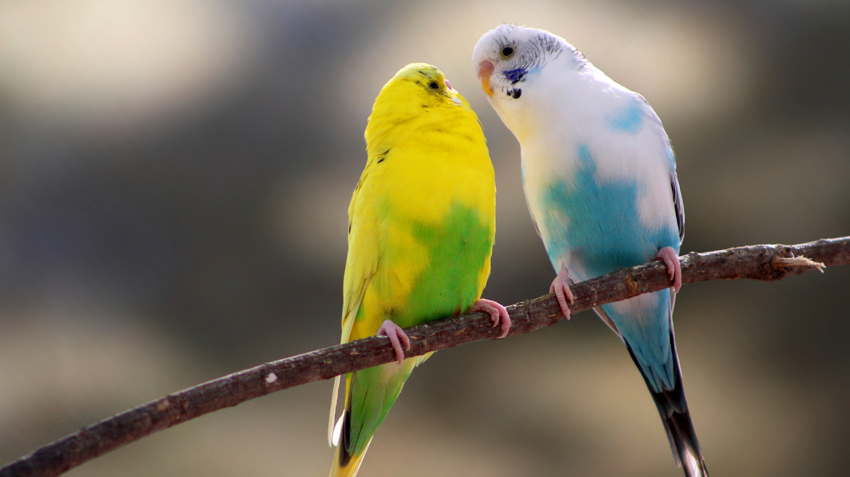 canary pet