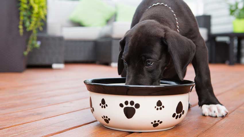 Pet nutrition