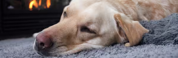 How to help pets deal with holiday stress