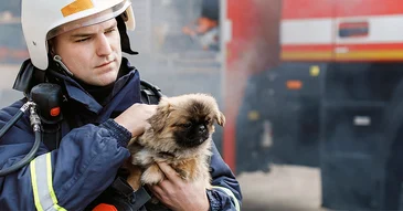 Are you purr-pared for a natural disaster?