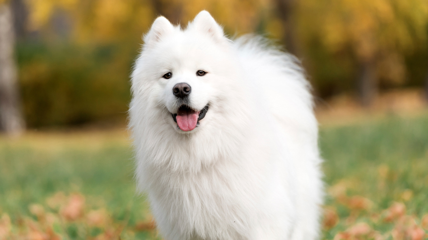 picture of a samoyed