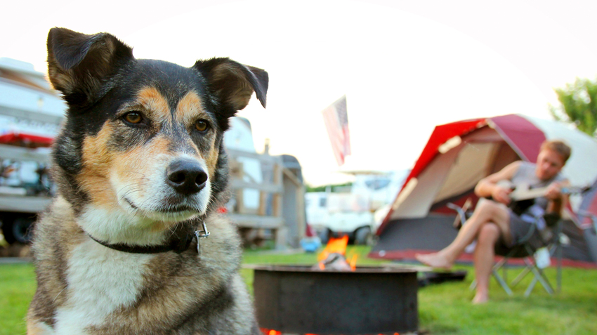 can dogs eat beef fat