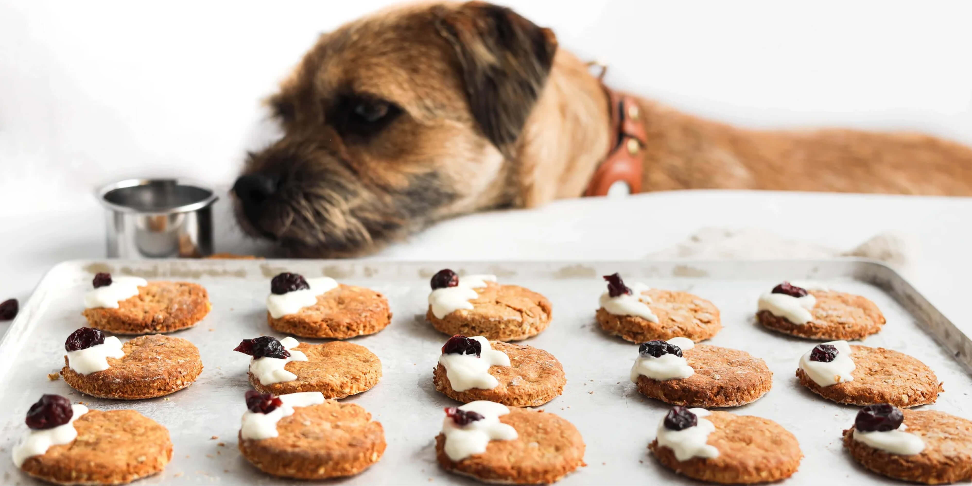 DIY holiday pet treats