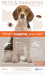 Vaccinations Deworming Dean Park
