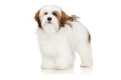 Lhasa Apso standing — health planner for puppies through senior dogs
