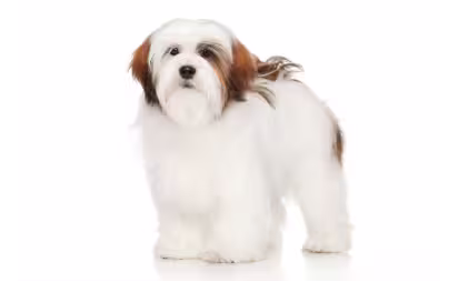 Lhasa Apso image
