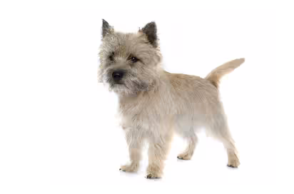 2-Cairn terrier standing up GettyImages-498953372