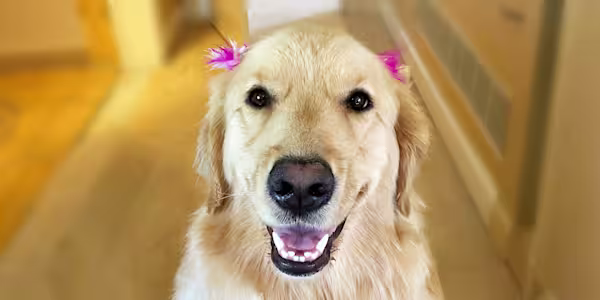 Pets and bows: A festive holiday look