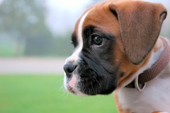 5 Things You Didn't Know About Boxers, Dog Fun Facts