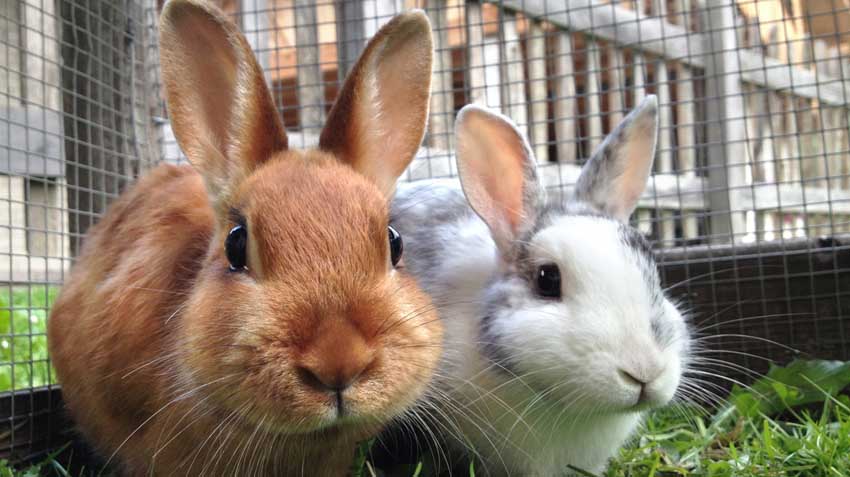 Bunny Basics