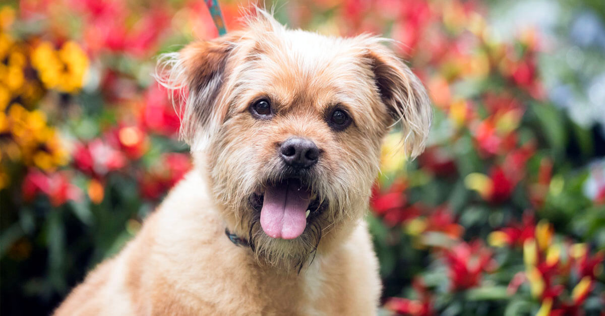 Griffin’s skewer screwup