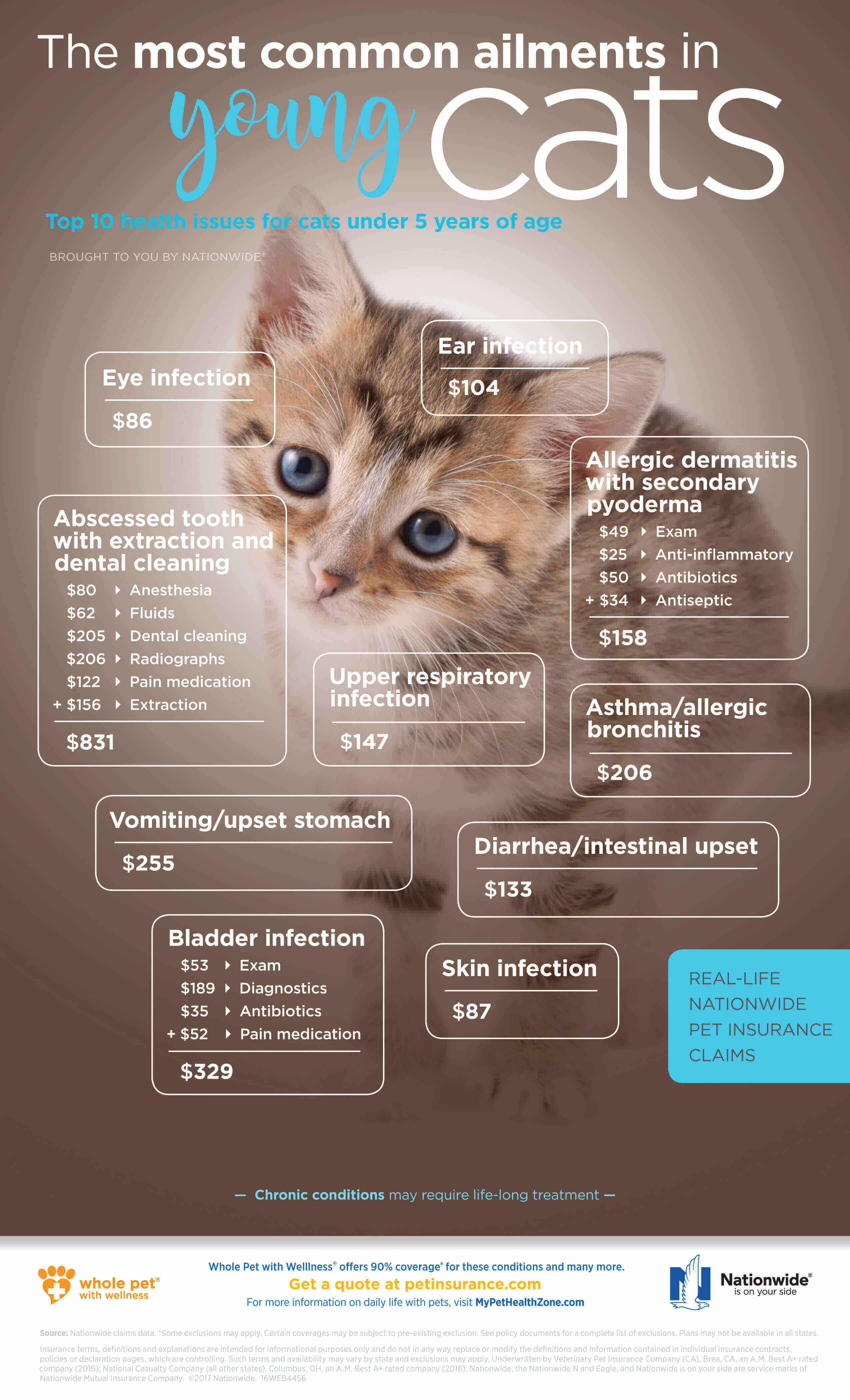 Most Common Conditions in Young Cats Infographic