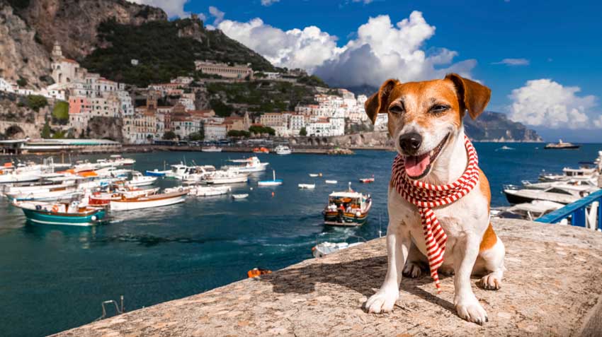 Summertime Pet Travel Tips