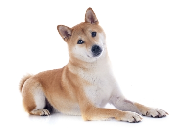 Shiba inu standing — health planner for puppies through senior dogs